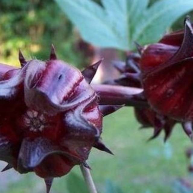 20 Biji Benih Rosella Ungu (Hisbiscus sabdariffa)