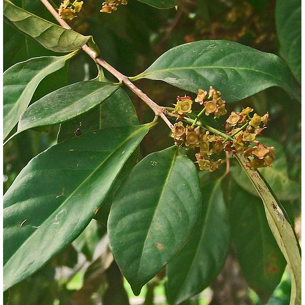 

DAUN SALAM SEGAR 100 gr