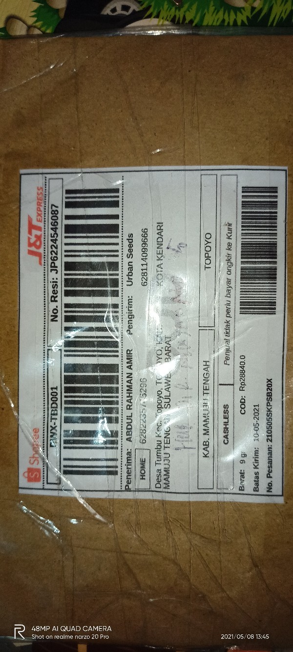 Biji Benih Bibit Jeruk Bonsai (orange Dwarf Seeds)