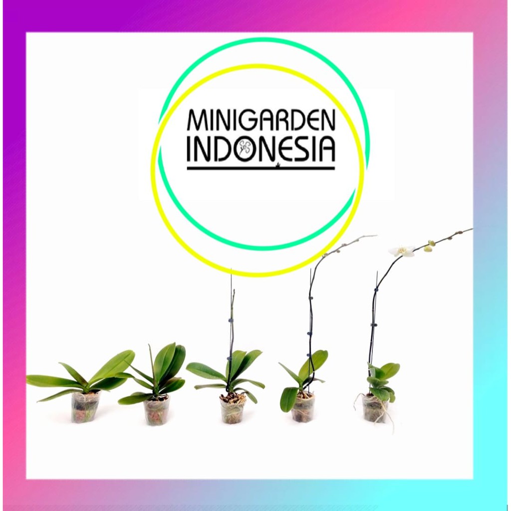 SOFTPOT FLEXIBLE POT 12CM seedling pot Media Tanam Bunga Anggrek Kaktus orchid fleksibel pot 3,5 inc