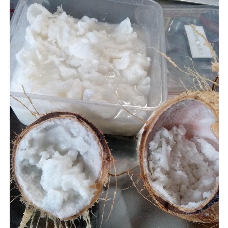 

Kelapa Kopyor Asli Sumenep Madura kecil Buah Genjah lembut original Murah enak