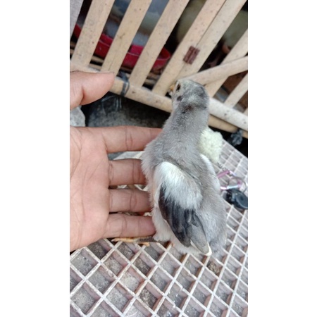 anak ayam bangkok klasik