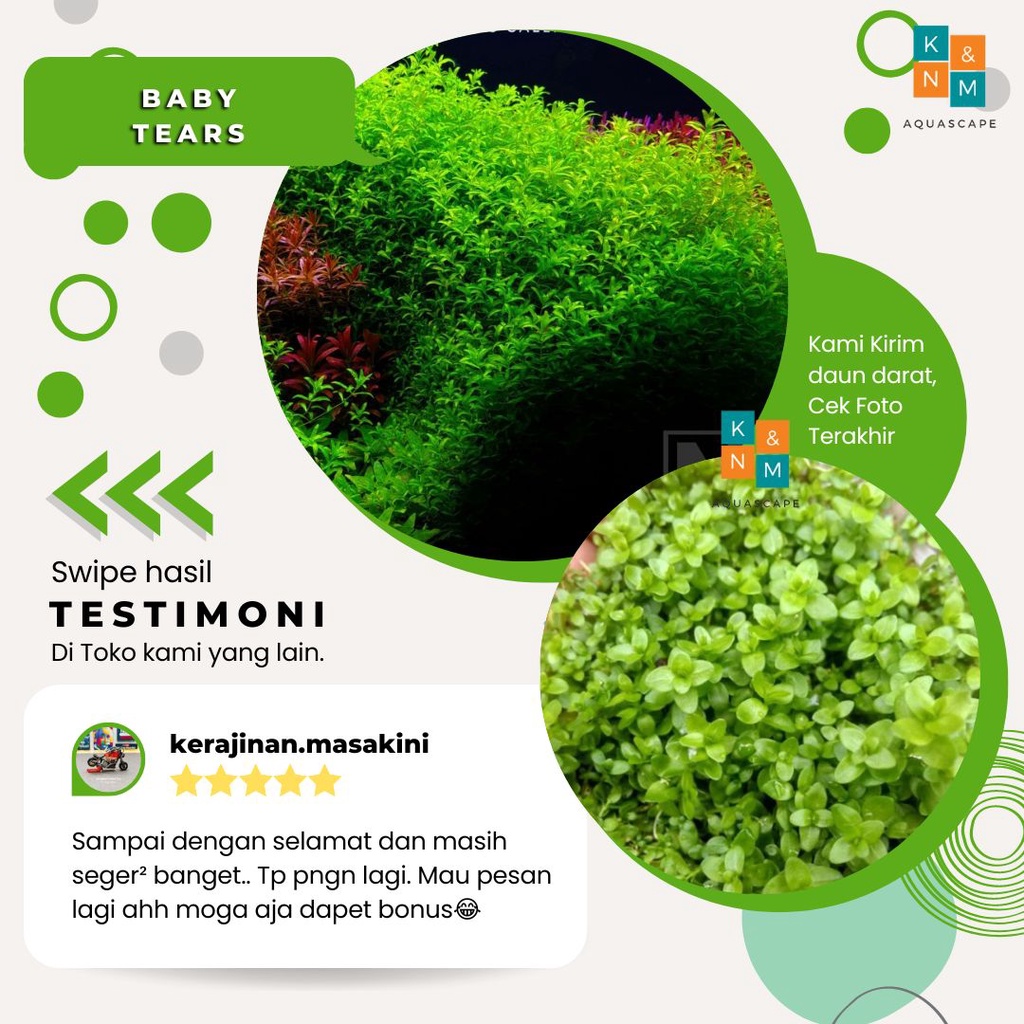 Baby Tears Tanaman Tumbuhan Karpet carpet Aquascape Aquarium Akuarium Tanpa Low Co2 Chana Channa Can
