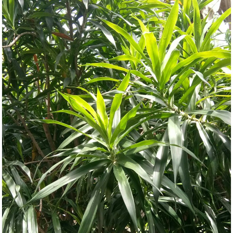 

Daun suji segar 60 lembar