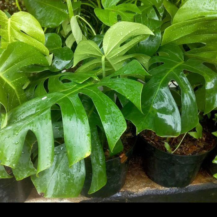 NEW Tanaman hias monstera gaint besar - tanaman hias indoor - monstera