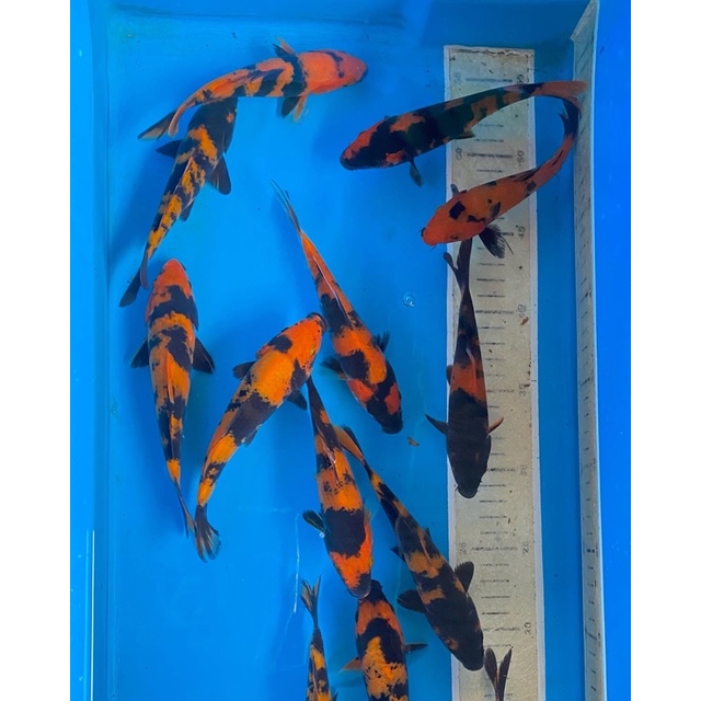 koi blitar Hi utsuri