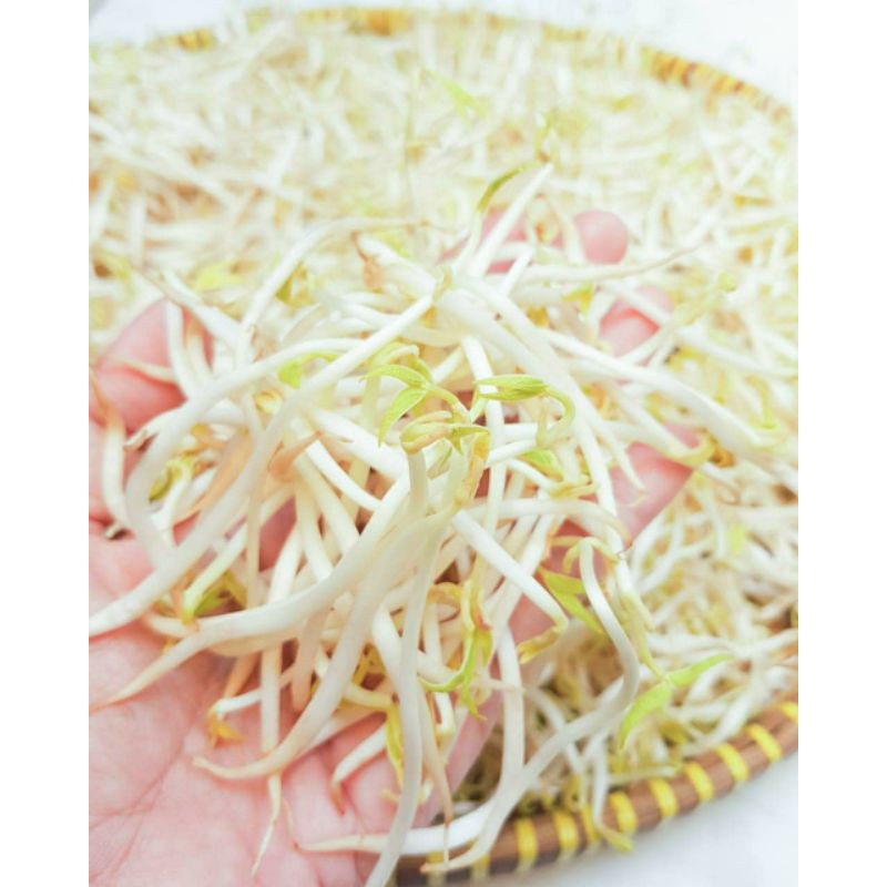 

Gudang Sayur - Toge Panjang - Toge Keriting 200 Gram