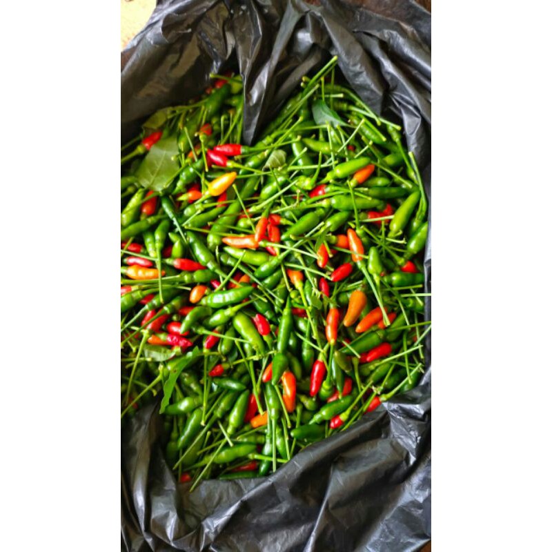

Cabe rawit segar super pedas organik 100g