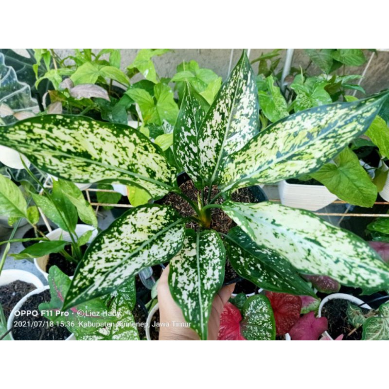 aglonema snow white dewasa