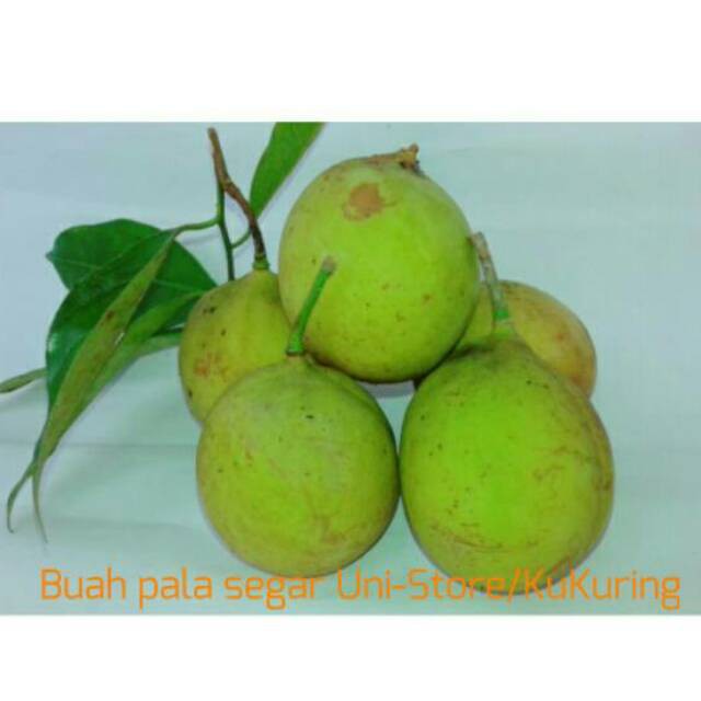 

HARGA GROSIR 500 GRAM BUAH PALA SEGAR / FRESH / HERBAL / BUMBU / MANISAN TERLARIS