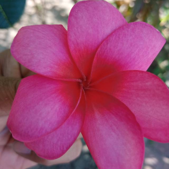 cak_arie72