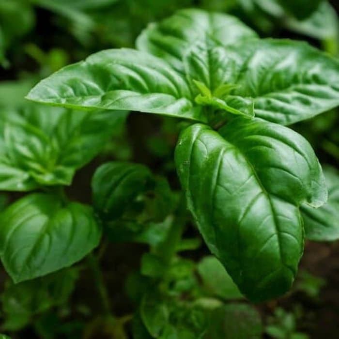 Benih Bibit Biji - Basil Sweet Genovese Ocimum basilicum Herb Seeds - IMPORT