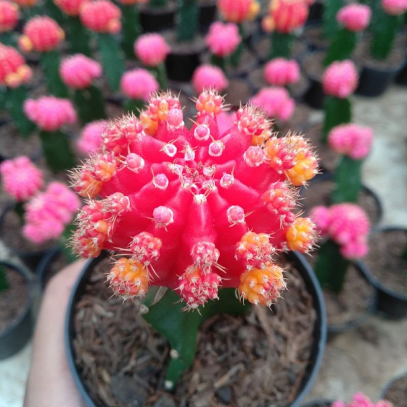 

Gymno Import