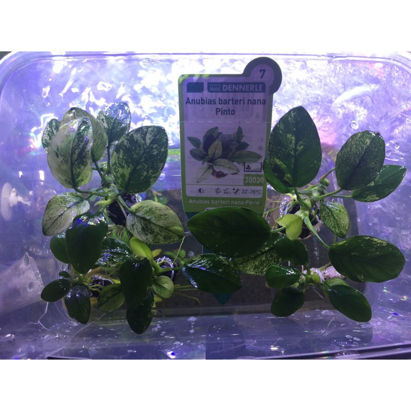 Paket Anubias Pinto Dennerle