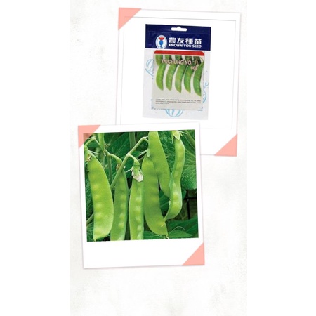 3 Benih/bibit Kacang Kapri Repacking (Known You)