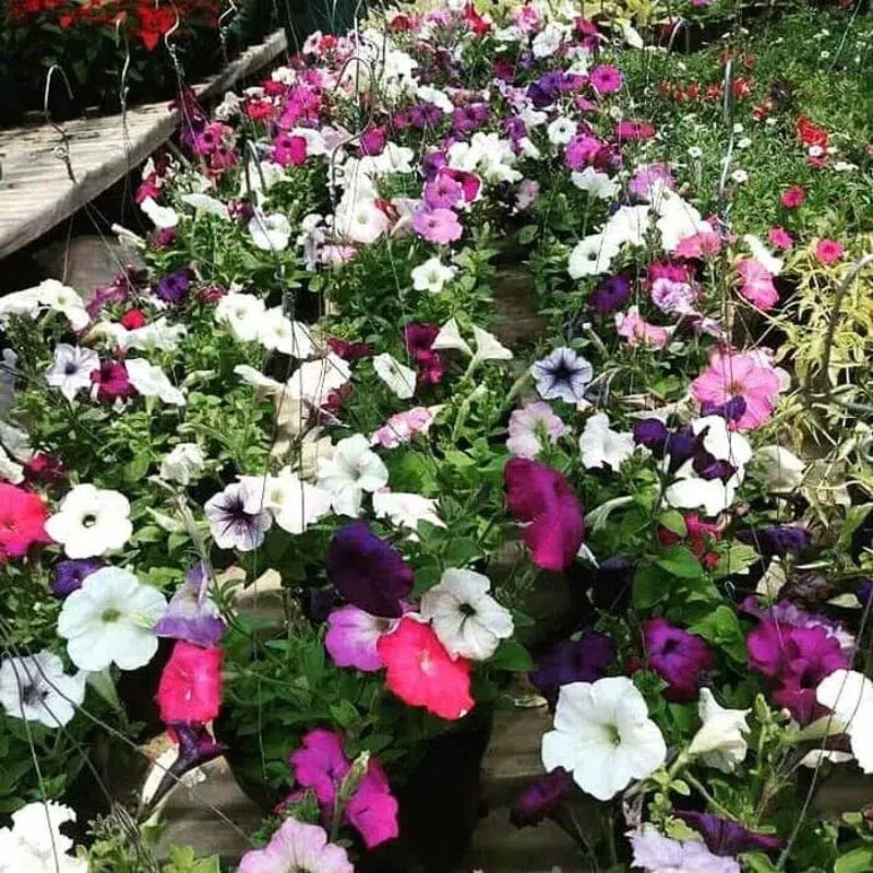 

petonia