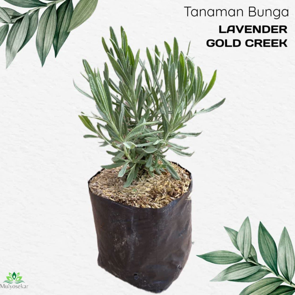 Tanaman hias Lavender Gold Creek lavender asli wangi - Lavender Asli Gold Creek / Lavendula Angustifolia / English Lavender