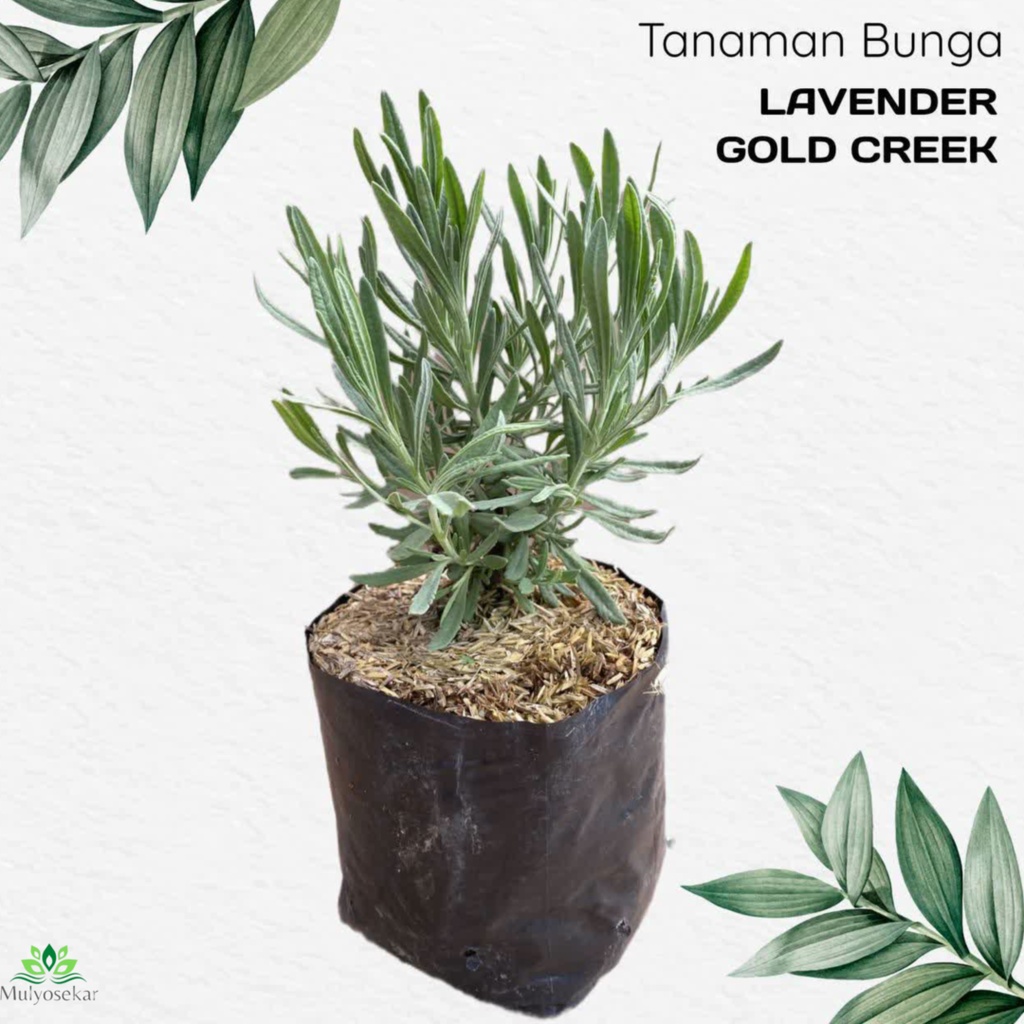 Tanaman hias Lavender Gold Creek lavender asli wangi - Lavender Asli Gold Creek / Lavendula Angustifolia / English Lavender