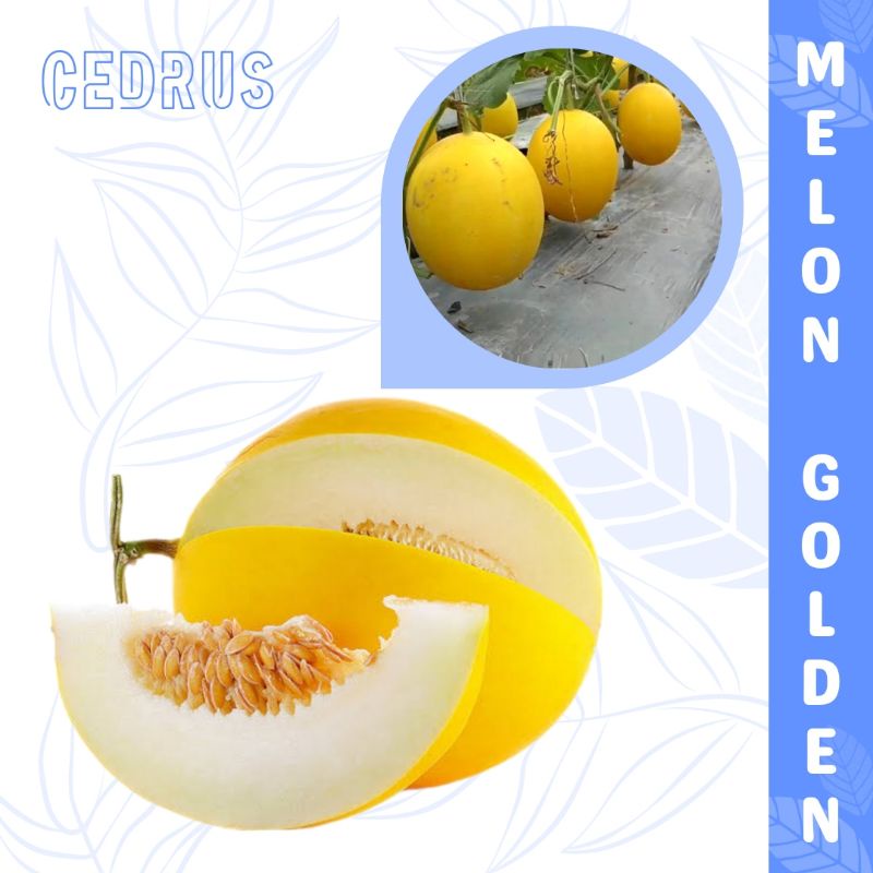 Benih MELON GOLDEN Bibit Biji Buah Kuning Madu