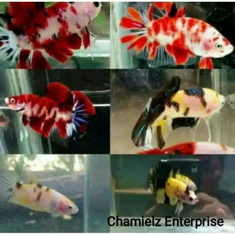 1 Pair Ikan Cupang PK Line Koi/Nemo/Galaxy/Multicolour