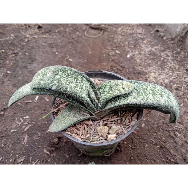 Gasteria batesiana + freepot