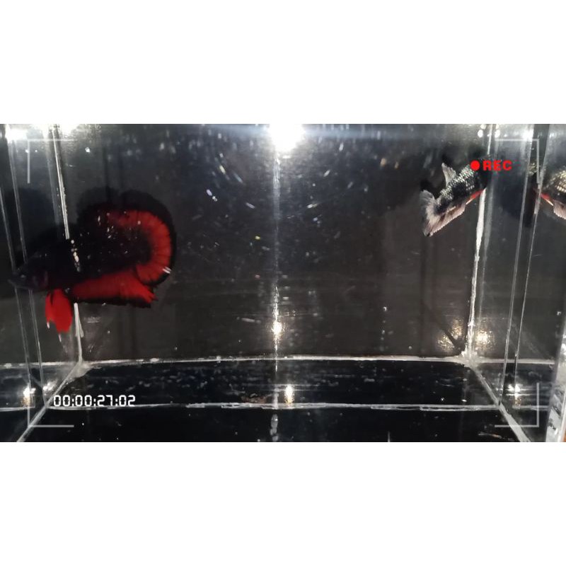 Cupang Avatar Copper Gold Pasir