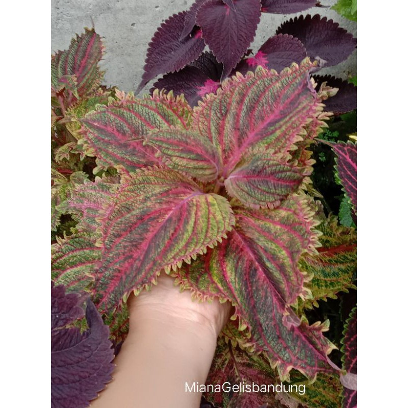 Tanaman Hias Miana (premium)