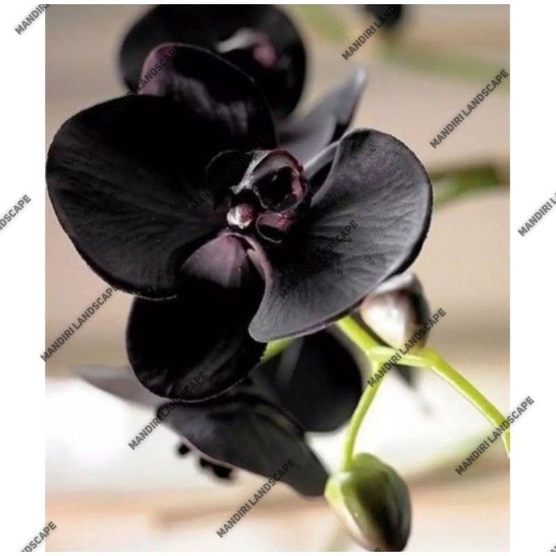 Bunga anggrek dendrobium Black fabery Bunga Hidup Tanaman Hias Murah Anggrek Bunga Hiasan Gantung