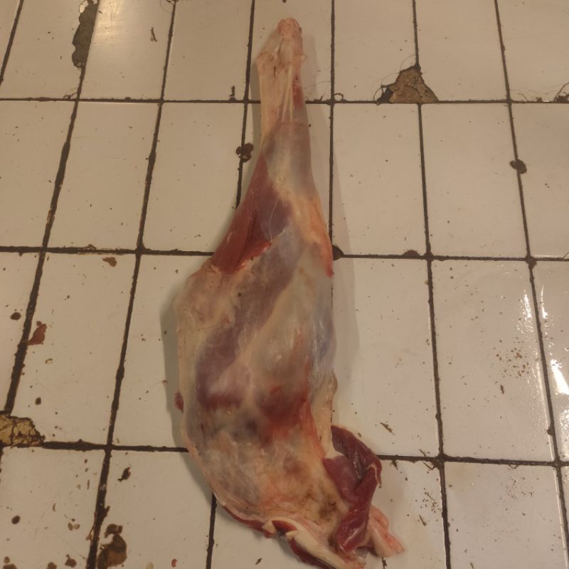 

paha belakang