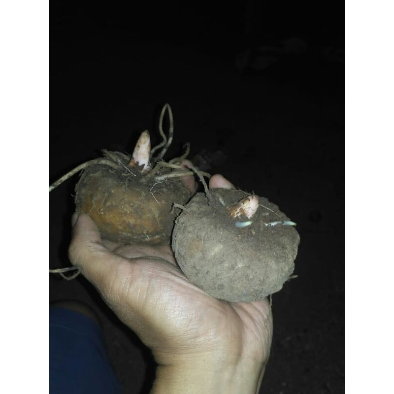bibit umbi porang semusim