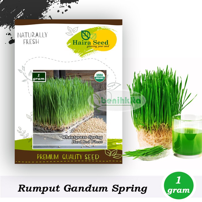 Benih-Bibit Rumput Gandum/Wheatgrass Merah Organik (Haira Seed)