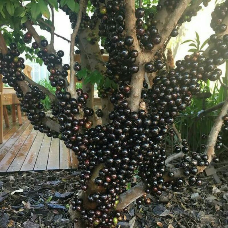 Tanaman Anggur Brazil / Kupa Landak / Tanaman Buah Anggur Brazil / Kupa Lanak