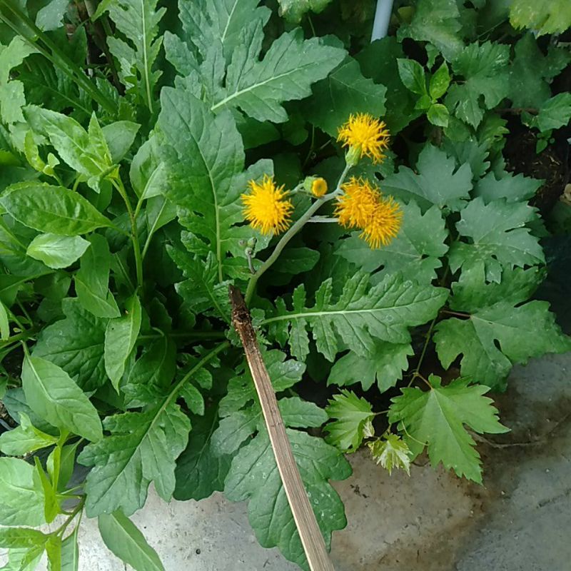 

Daun Dewa Samsit Sangjo petik segar Minim order 10 helai@