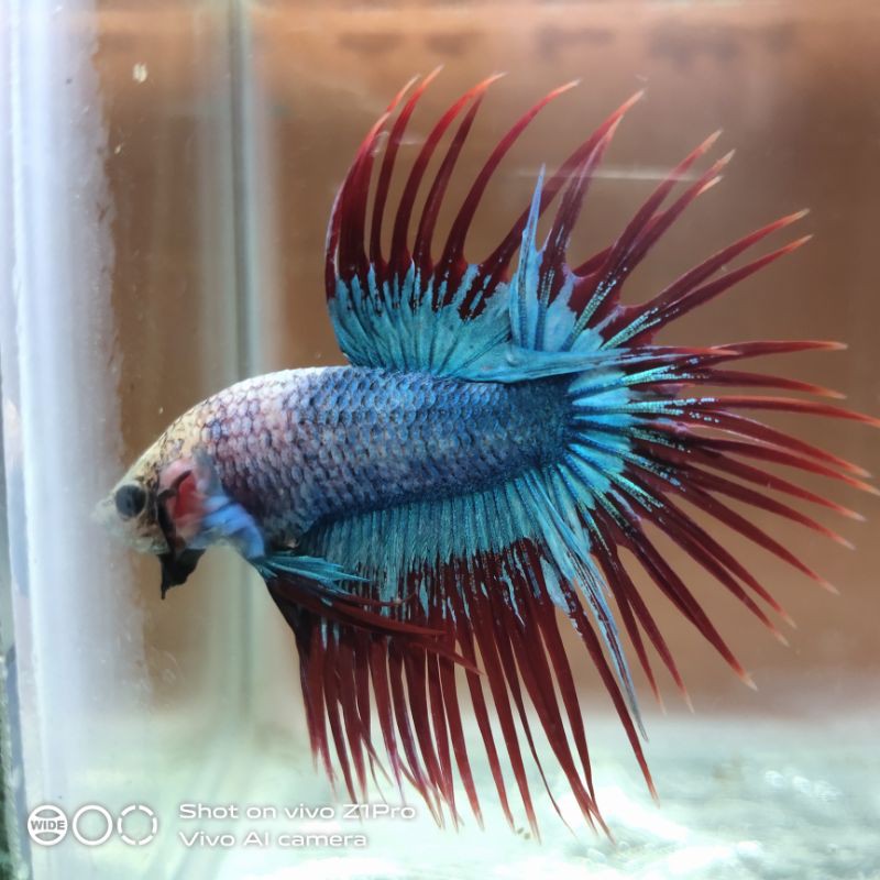 Cupang Male Ct Maskot