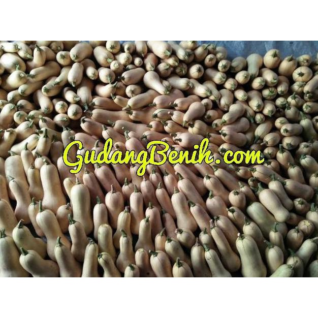 

REVIEW CUSTOMER ONIGIRI FRENZYButternut Pumpkin Squash Waltham (1 biji) ANPN62 Kualitas Baik