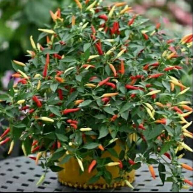 Benih-biji-seed Cabai Hias Cabai Unik Cabai SPAKLER PEPPER
