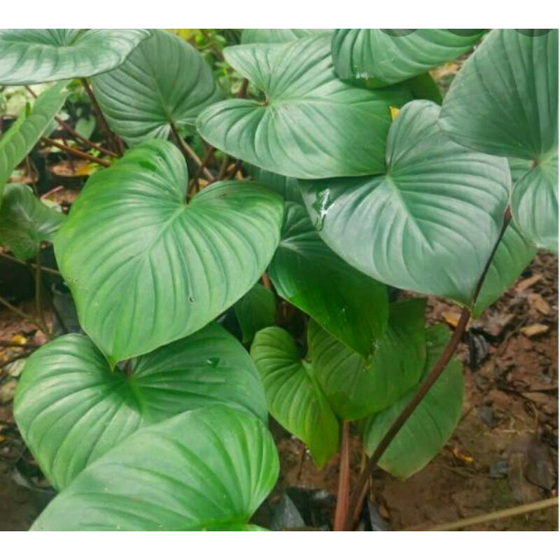 tanaman hias hamalomena batang merah-hamalomena caladium-hamalomena batang merah-HAMALOMENA MERAH