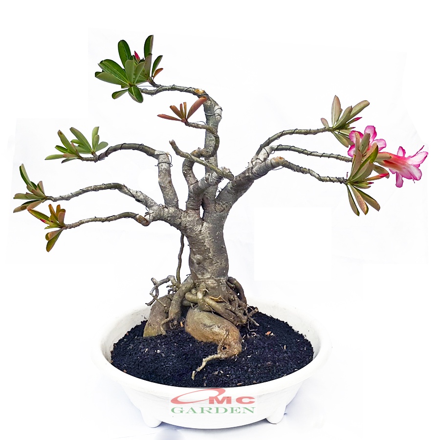 Bibit Benih Tanaman Bonsai Adenium Bonggol Besar Arabicum Obesum Kamboja Jepang 2025