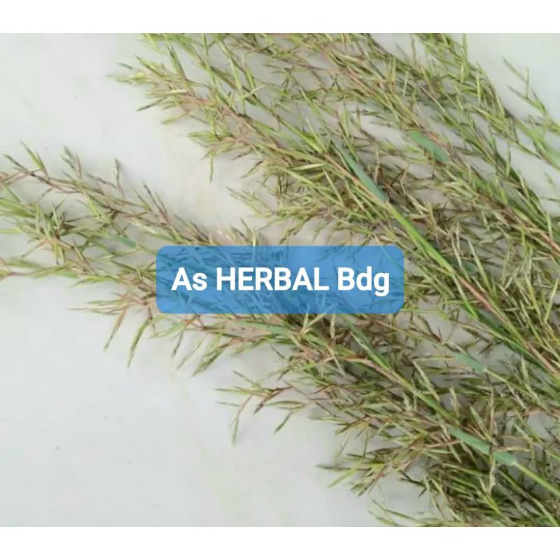 

Promo bunga serai bunga sereh merah serai wangi per ikat-az