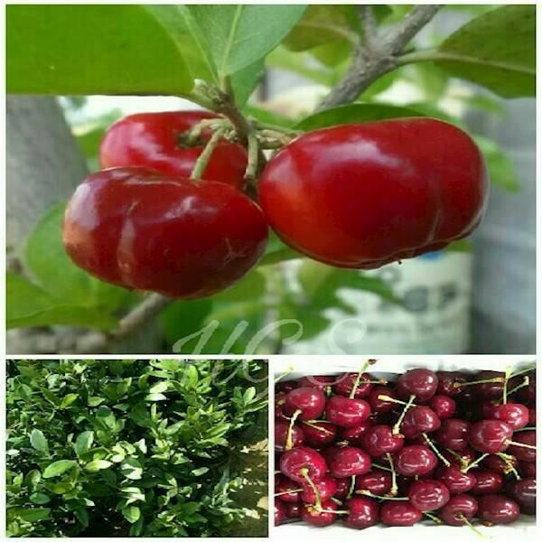 Bibit Tanaman Buah Ceri Vietnam
