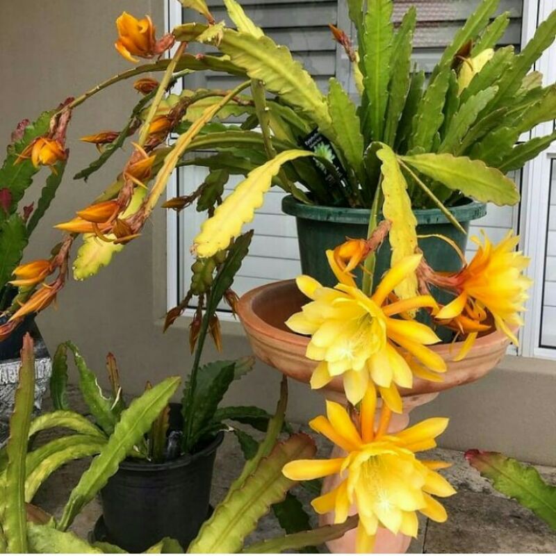 TANAMAN HIAS WIJAYA KUSUMA KUNING  - EPIPHYLLUM OXYPETALUM