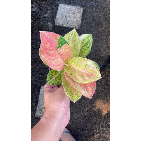 aglonema red emerald