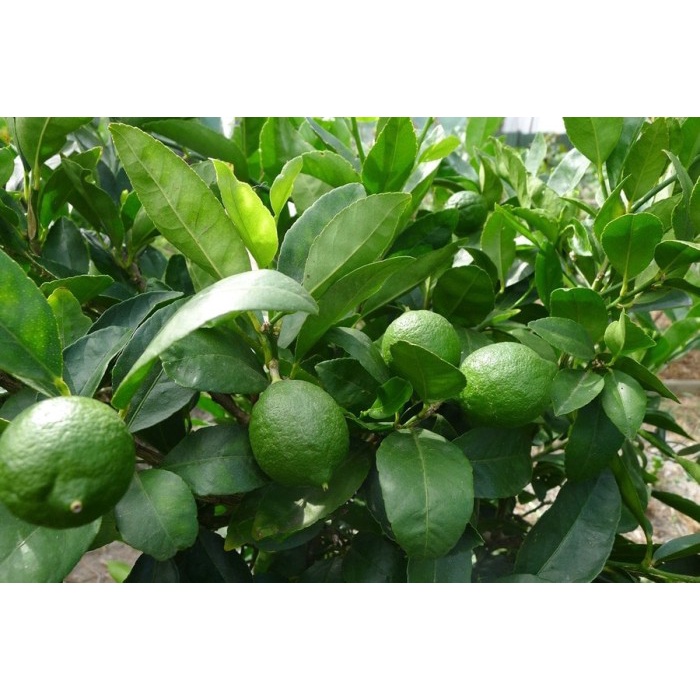 

tradisional-minuman- jeruk nipis 250gr/pack -minuman-tradisional.