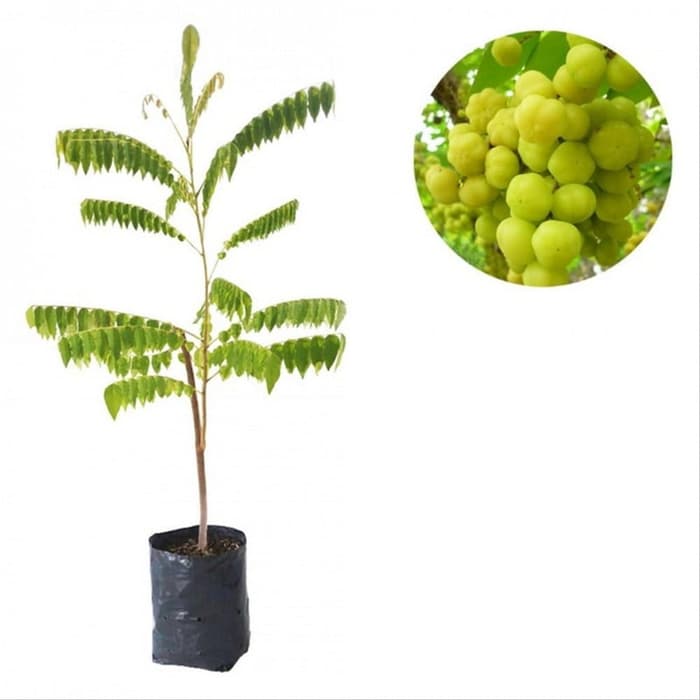 Bibit Tanaman Cermai Pohon Ceremai Bibit Buah Cermai Bibit Cermay