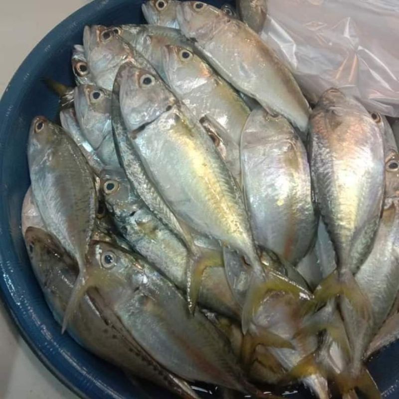 

ikan kembung biasa per 1/2kg