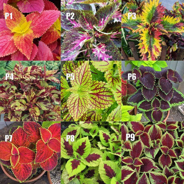 Miana premium Miana Batik miana Kristata miana cantik Murah