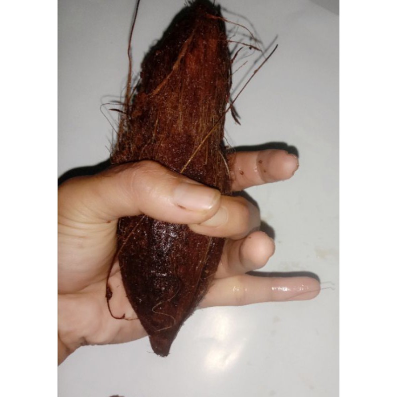 bahan bonsai kelapa  minion lonjong