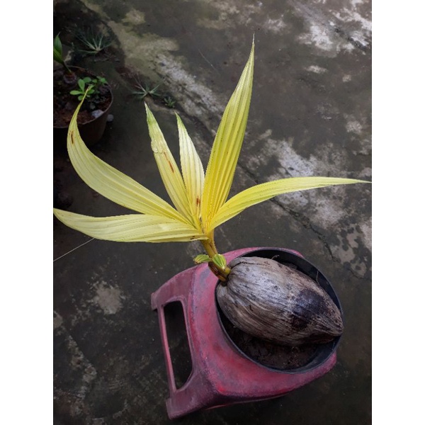 kelapa Albino