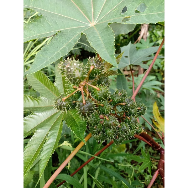 Kedaibenih - Daun Jarak Kepyar Hijau Segar ~ 50 Lembar