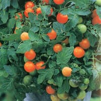 Benih Bibit Biji - Tomato (Cherry) Garden Pearl Tomat Ceri Seeds - IMPORT